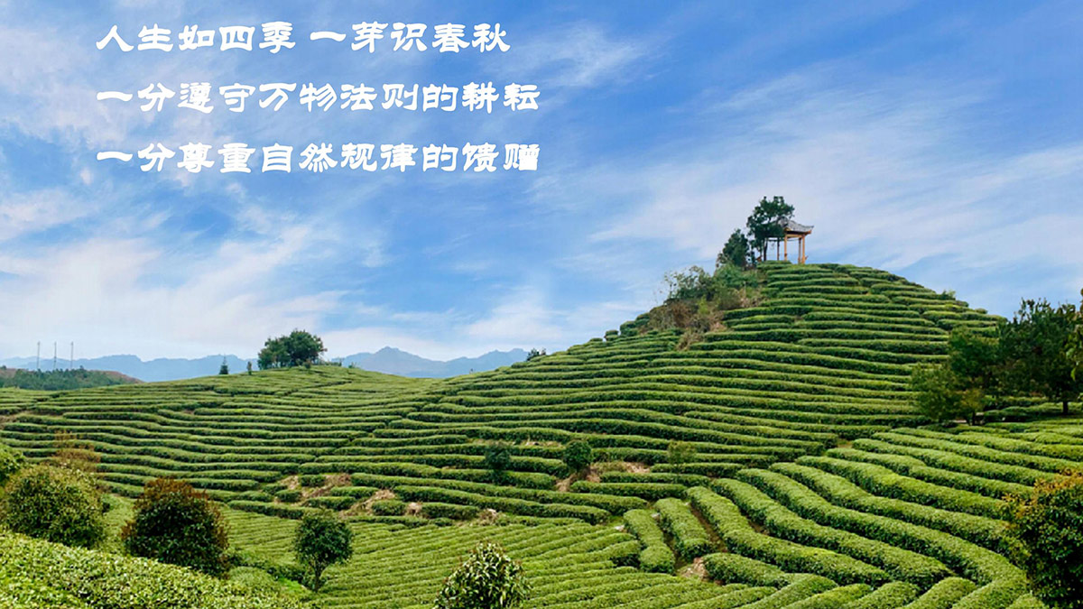 一品丹紅