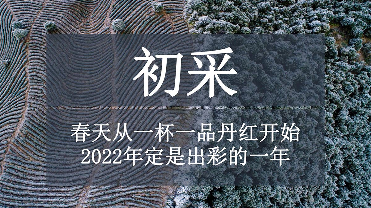 一品丹紅