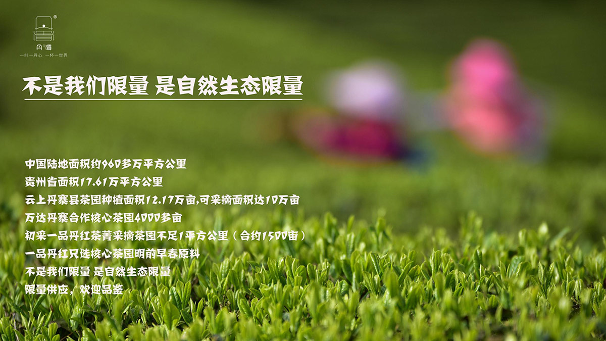 一品丹紅